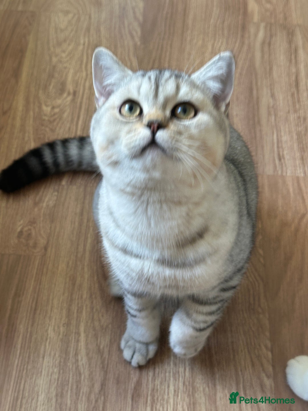 British Shorthair cats for sale: Gorgeous British Longhair & Shorthair Kittens - Advert 32