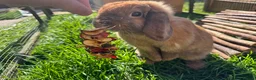 Mini Lop rabbits for sale: Mini lop does  - Advert 23