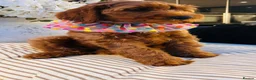 Australian Labradoodle dogs for sale: **MR BRINKLEY'S GENUINE ALD PUPPIES** - Advert 39