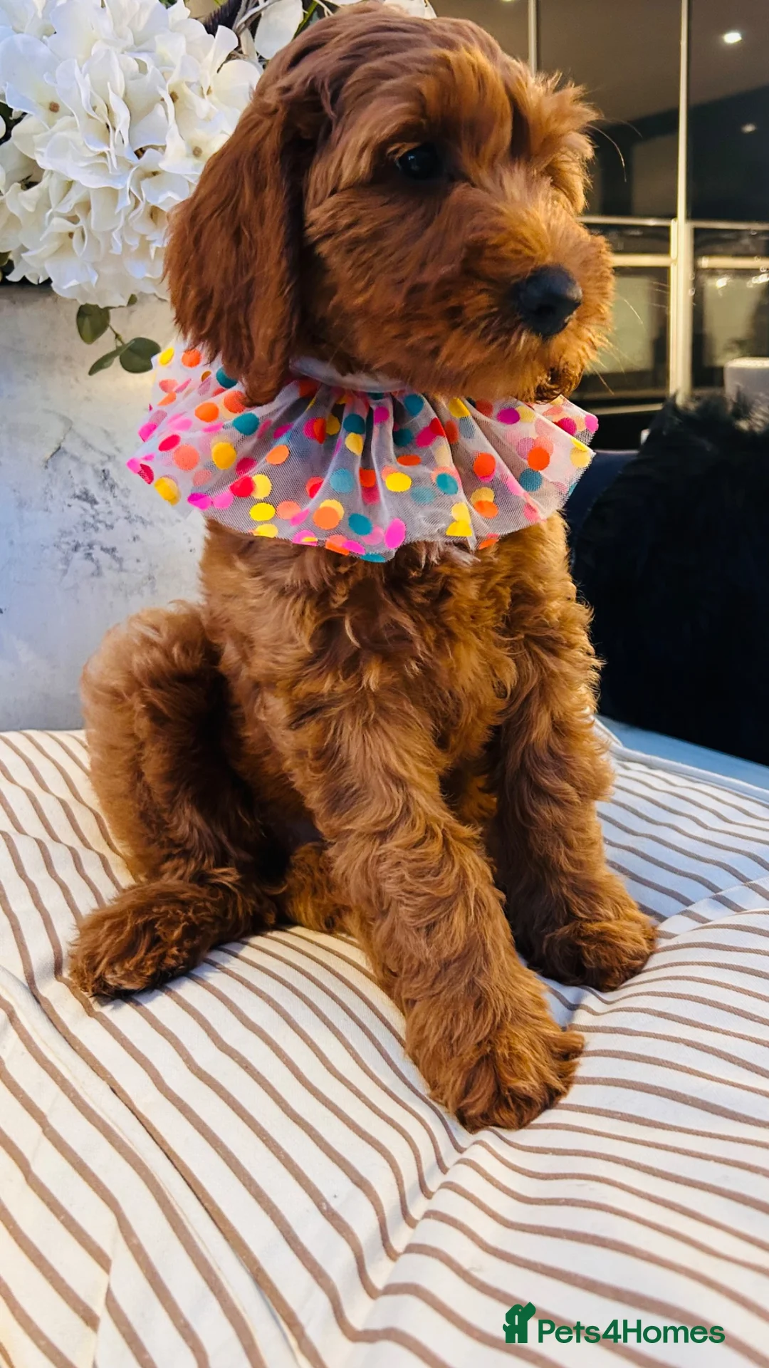 Australian Labradoodle dogs for sale: **MR BRINKLEY'S GENUINE ALD PUPPIES** - Advert 39