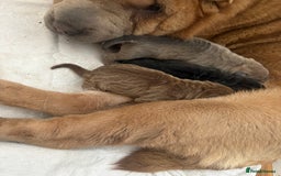 Shar Pei dogs for sale: 3 Shar Pei boys - Image 8