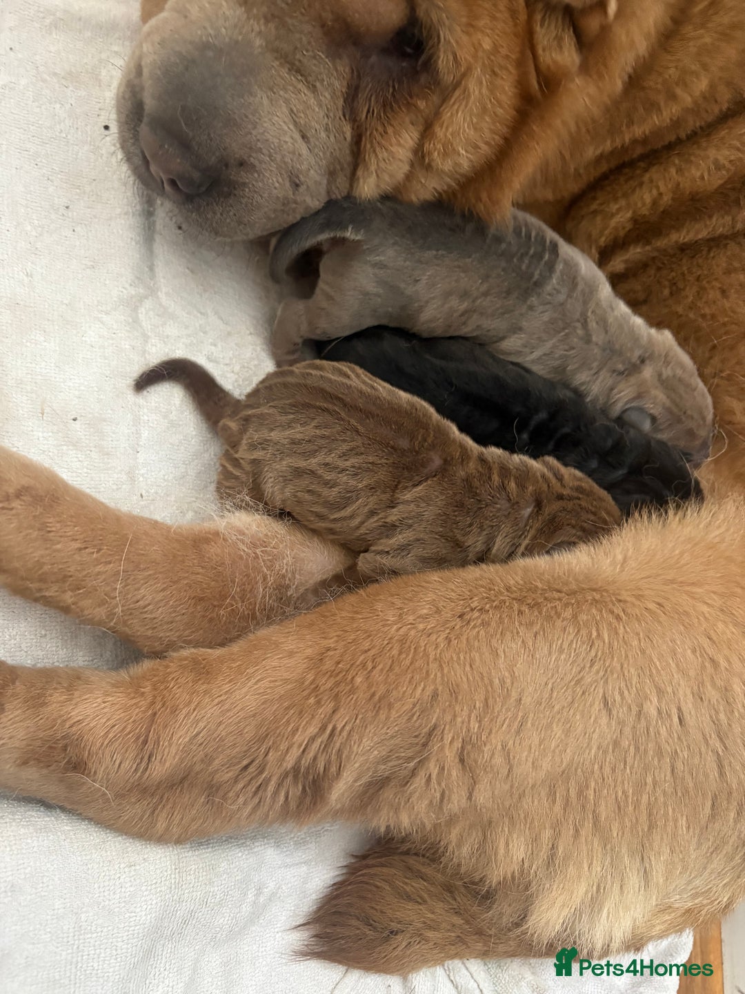 Shar Pei dogs for sale: 3 Shar Pei boys - Image 8