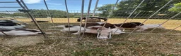 English Springer Spaniel dogs for sale: English springer spaniel puppies for sale  in Abergele - Advert 5