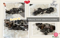 Miniature Dachshund dogs for sale: Mini Miniture dachound  - Image 1
