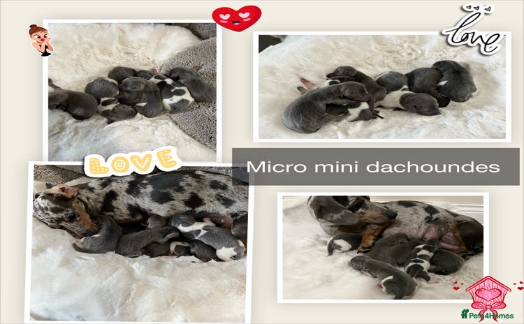 Miniature Dachshund dogs - Advert 16