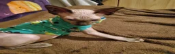 Sphynx cats for sale: Two wonderful boys are for sale. - Advert 7
