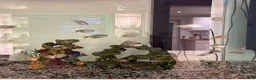 Other/Mixed Breed fish for sale: Mixed tropical fish  - Advert 5