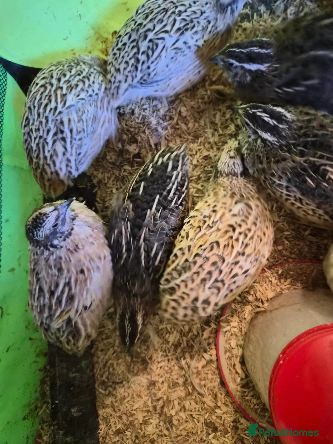 Quail poultry for sale: 8 week old quails males  - Advert 2