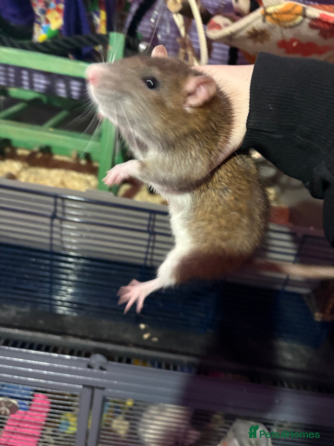 Rat rodents for sale: Ginger and summer  - Advert 6