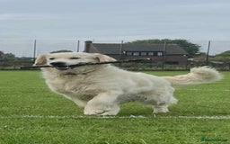 Golden Retriever dogs for stud: Handsome k.c Registered Golden retriever For Stud  in Knottingley - Image 4