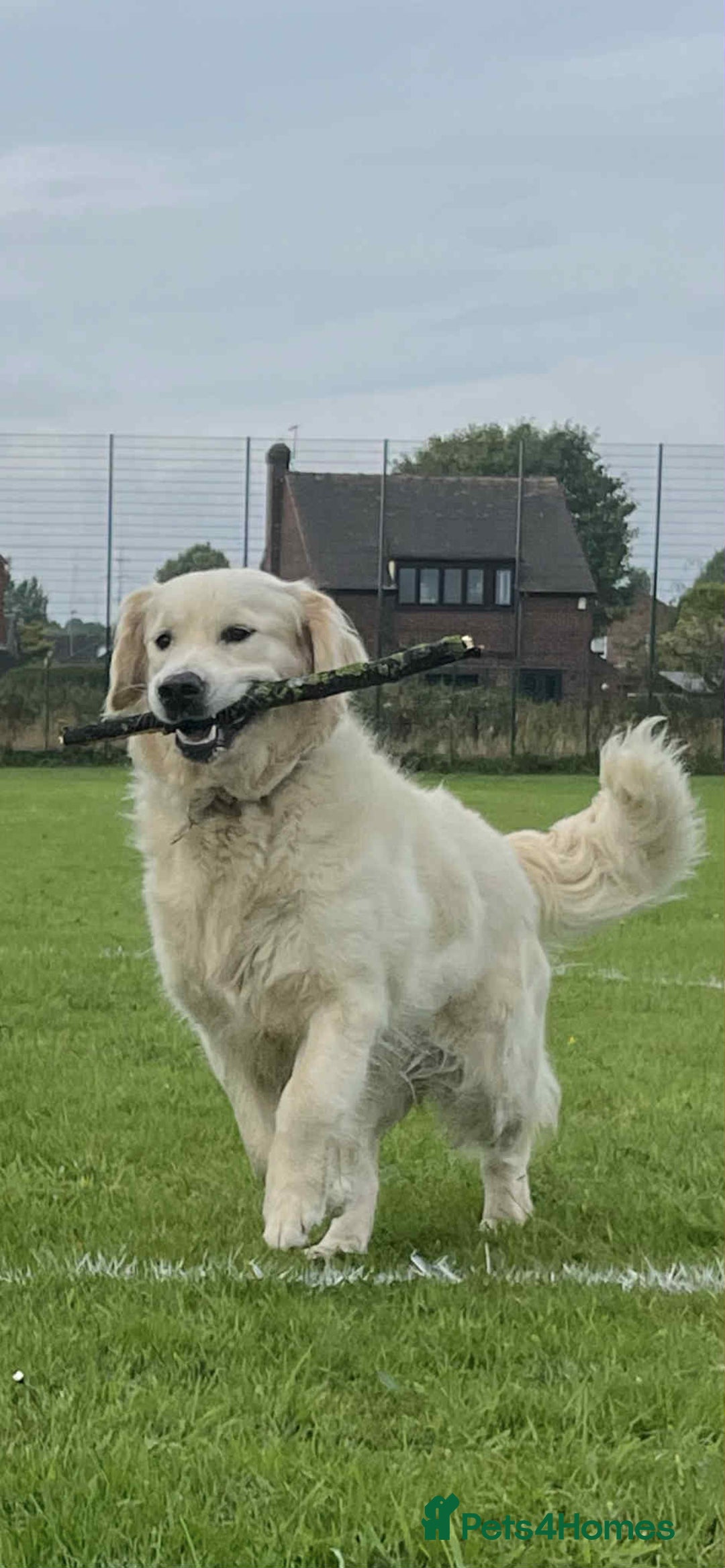 Golden Retriever dogs for stud: Handsome k.c Registered Golden retriever For Stud  in Knottingley - Image 4
