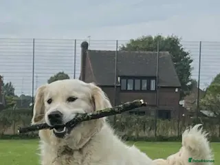 Golden Retriever dogs Handsome k.c Registered Golden retriever For Stud in Knottingley - Advert 2