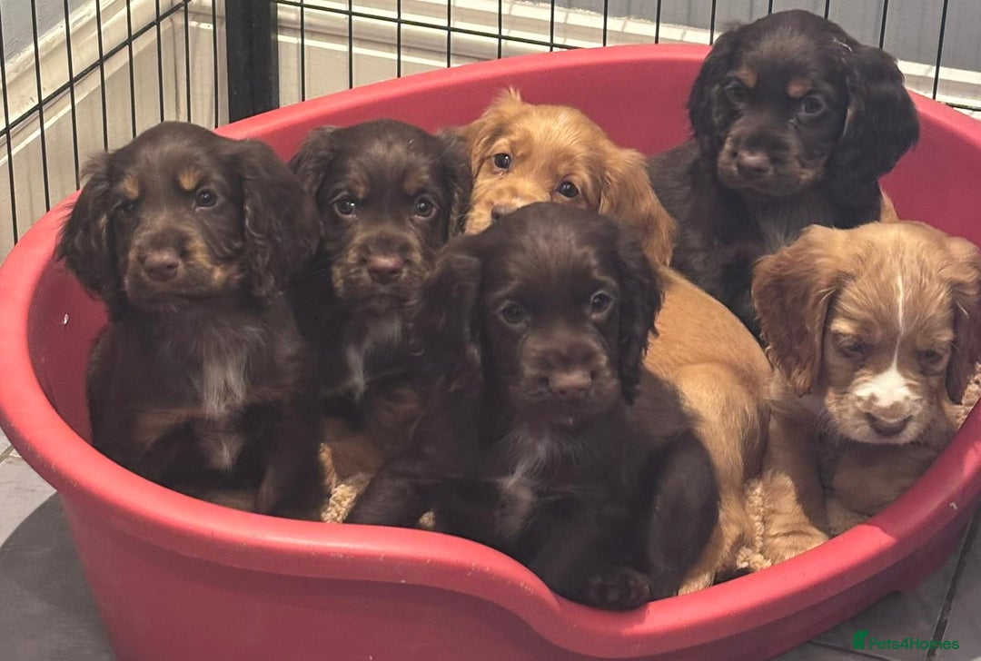 Cocker Spaniel dogs for sale: Working cocker spaniels puppies kc reg - Image 14
