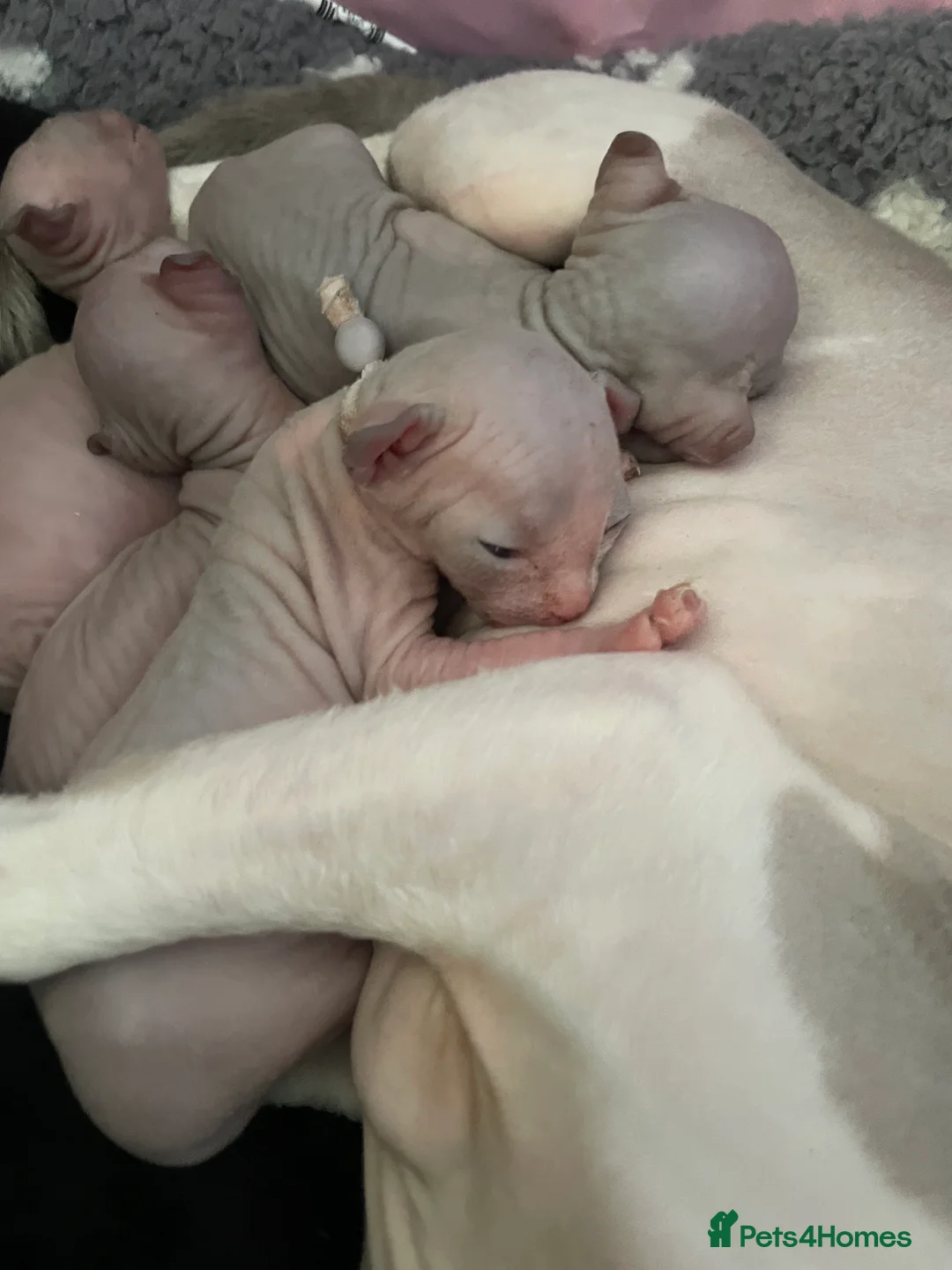 Sphynx cats for sale: Amazing Sphynx & Elf Kittens  - Advert 5