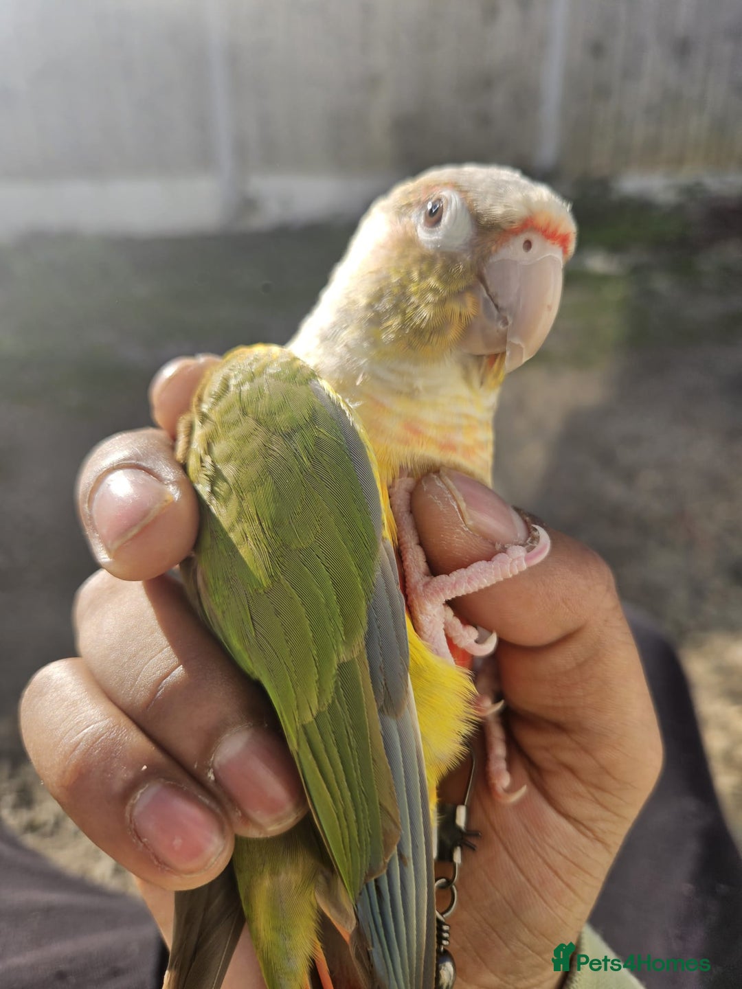 Conures birds for sale: Tame Male & Female Pineapple Conures - Image 18