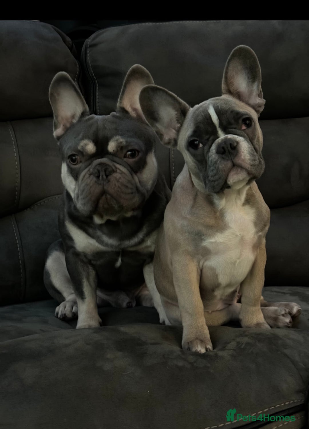French Bulldog dogs for sale: 5 boys and 3 girls - DEPOSITS BEING TAKEN - Advert 10