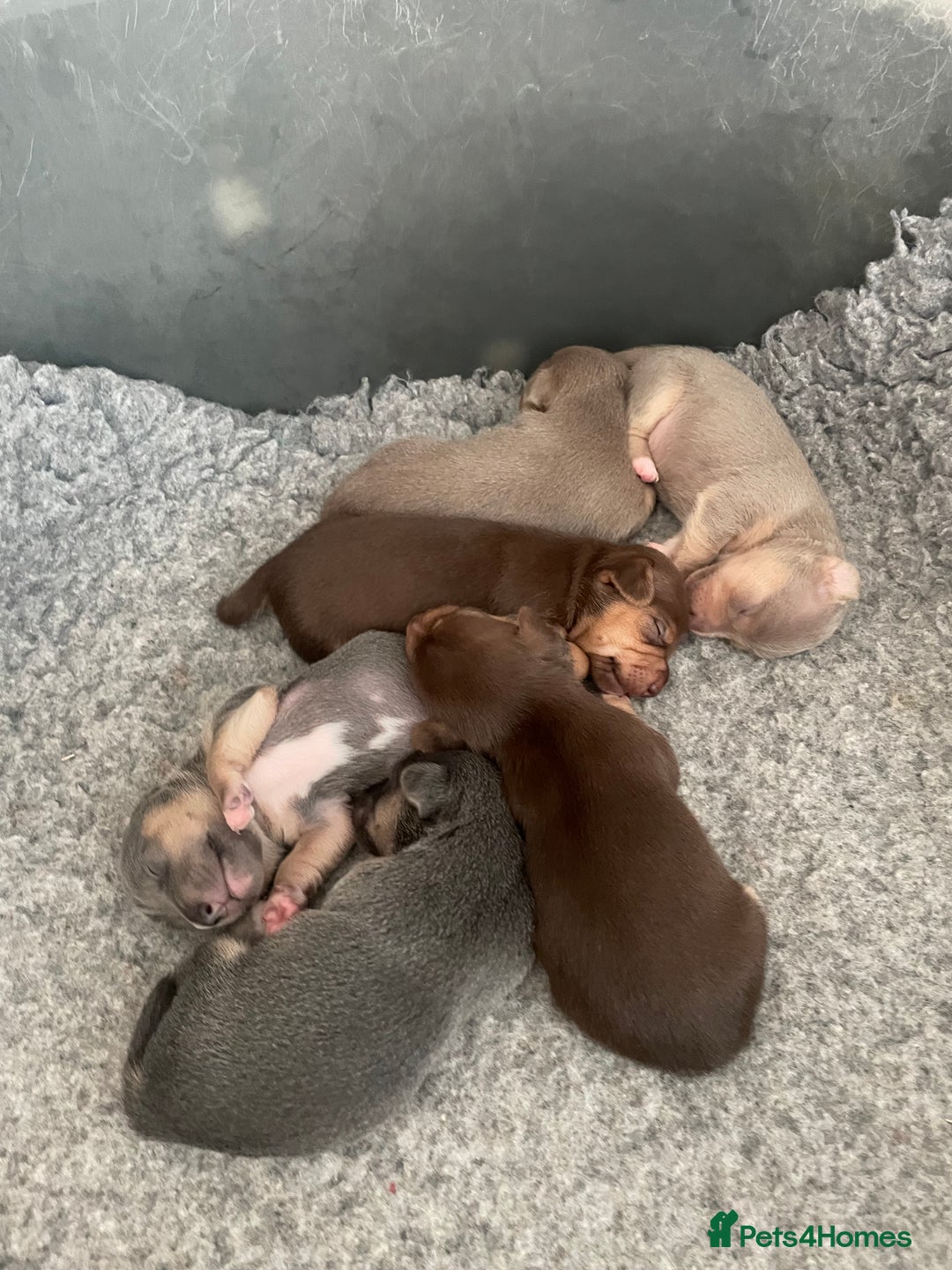 Jack Russell dogs for sale: 🐾 Miniature Jack Russell Puppies 🐾 - Image 9