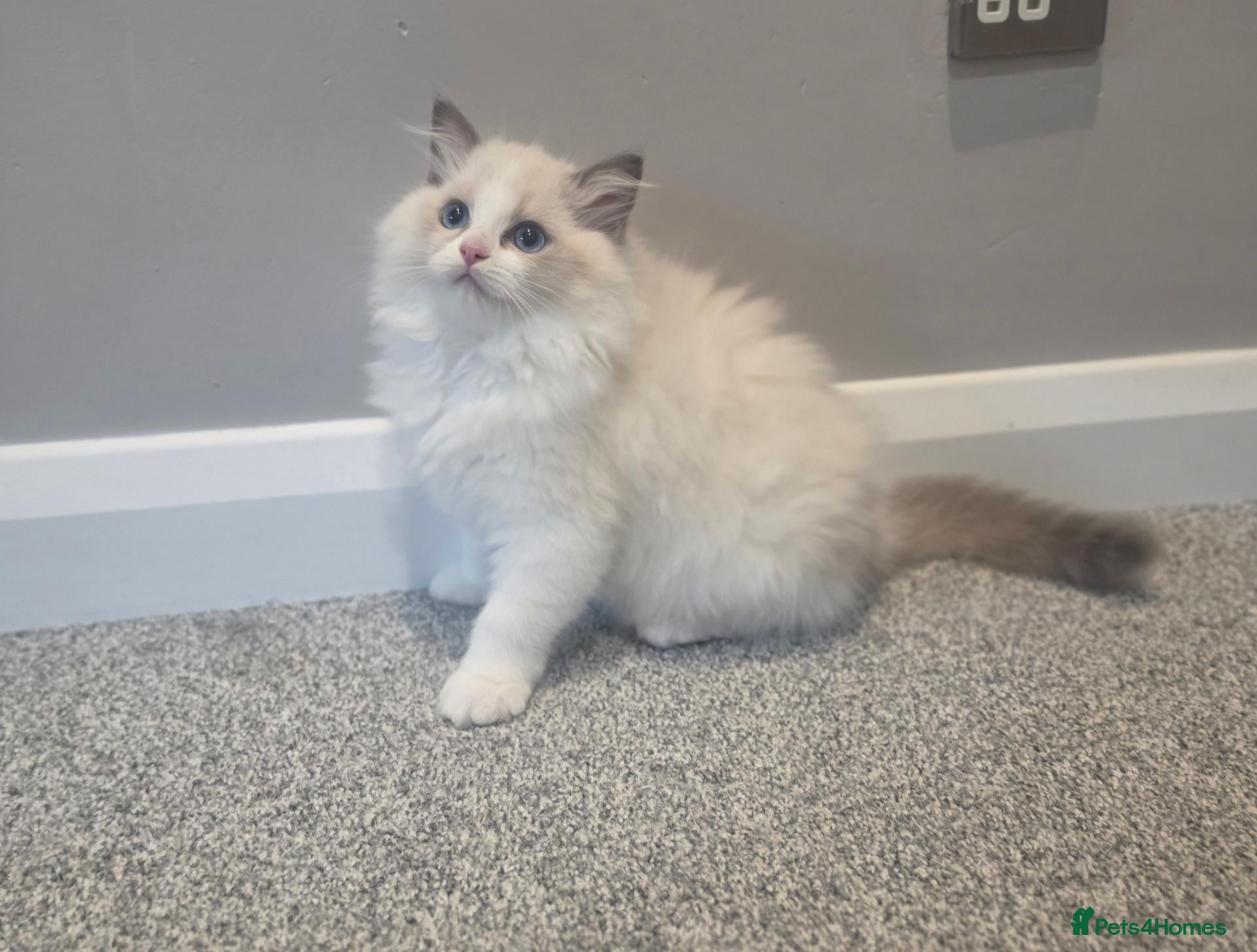 Ragdoll cats 💫Stunning Ragdoll Kittens 💫 - Advert 1