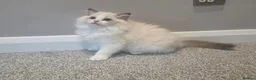 Ragdoll cats for sale: 💫Stunning Ragdoll Kittens 💫 - Advert 1