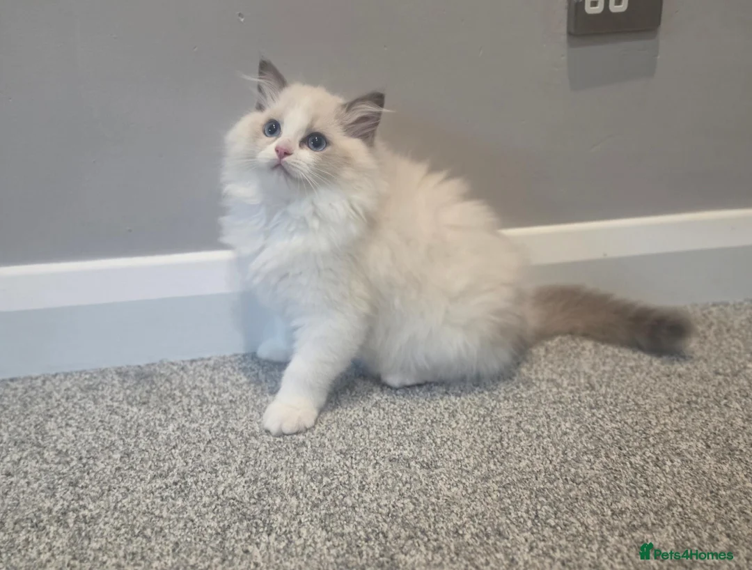Ragdoll cats for sale: 💫Stunning Ragdoll Kittens 💫 - Advert 1