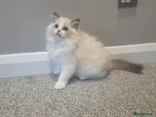 Ragdoll cats 💫Stunning Ragdoll Kittens 💫 - Advert 1
