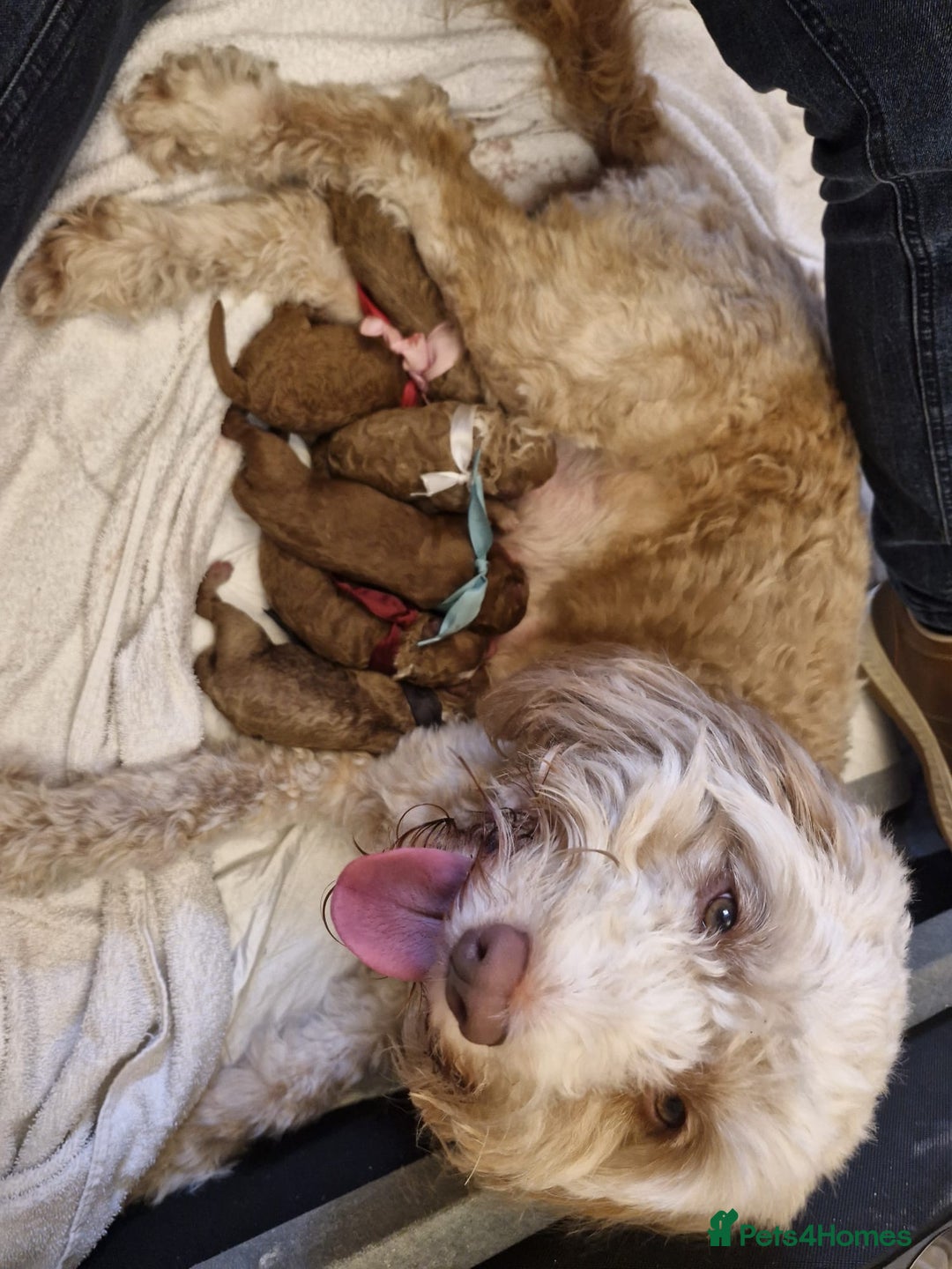 Toy Poodle dogs for stud: Proven red toy poodle For stud  ( Health tested )  in Rotherham - Image 6