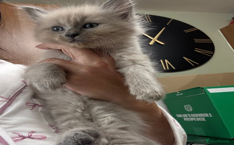 Ragdoll cats - Advert 12
