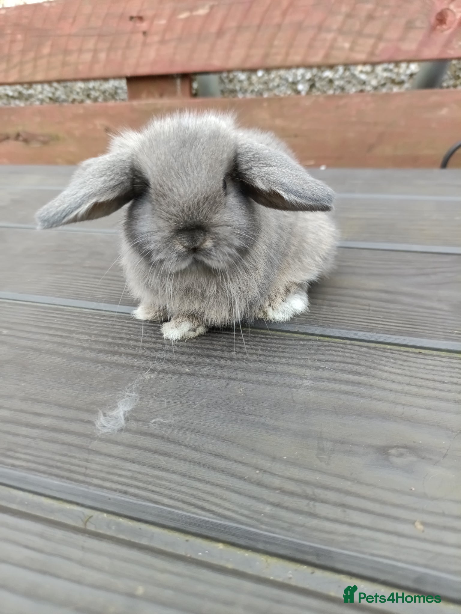 Mini Lop rabbits Mini lops for sale  - Advert 1