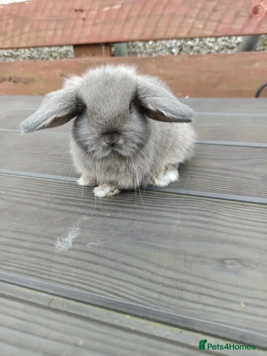 Mini Lop rabbits for sale: Mini lops for sale  in Dudley - Advert 1