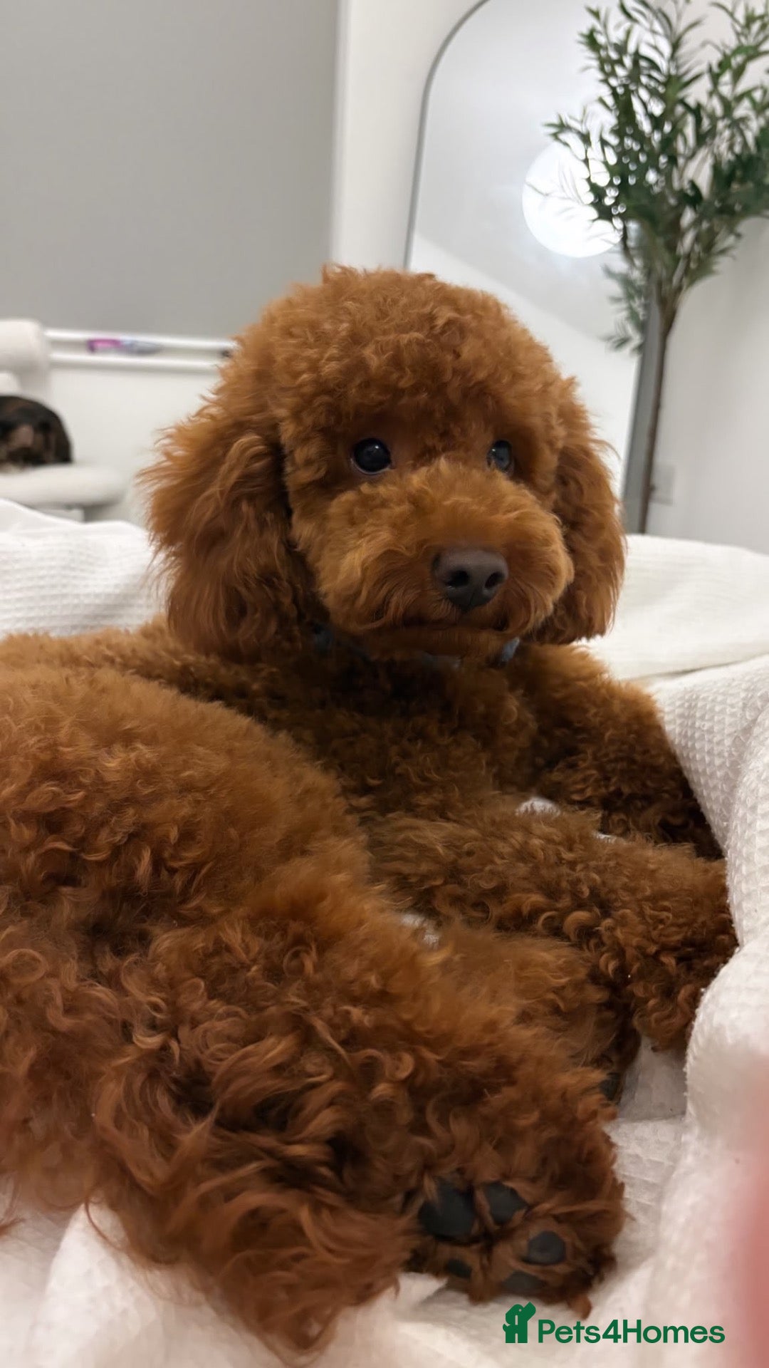 Toy Poodle dogs Red Toy Poodle for stud - Advert 1