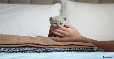 British Shorthair cats - Advert 11