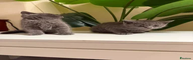 British Shorthair 4