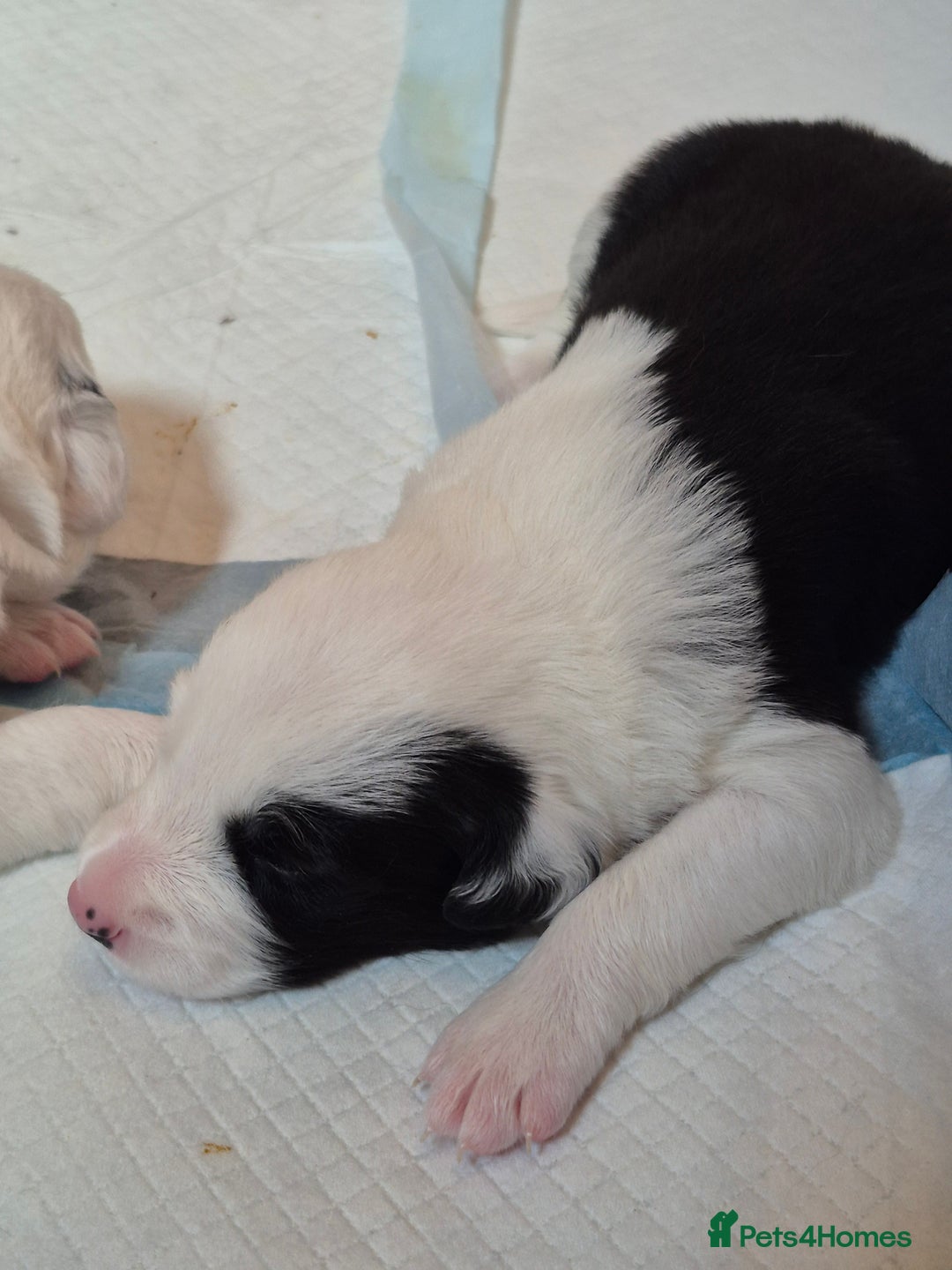 Border Collie dogs for sale: Border Collie pups for sale - Image 13