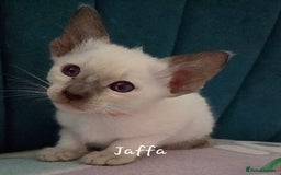 Balinese cats for sale: 8 supersoft purebred GCCF reg Balinese variants - Image 18