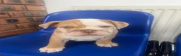 English Bulldog dogs for sale: Dwkc registered mearle pups - Advert 4