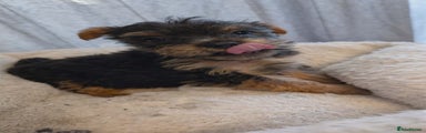 Yorkshire Terrier Puppy 2