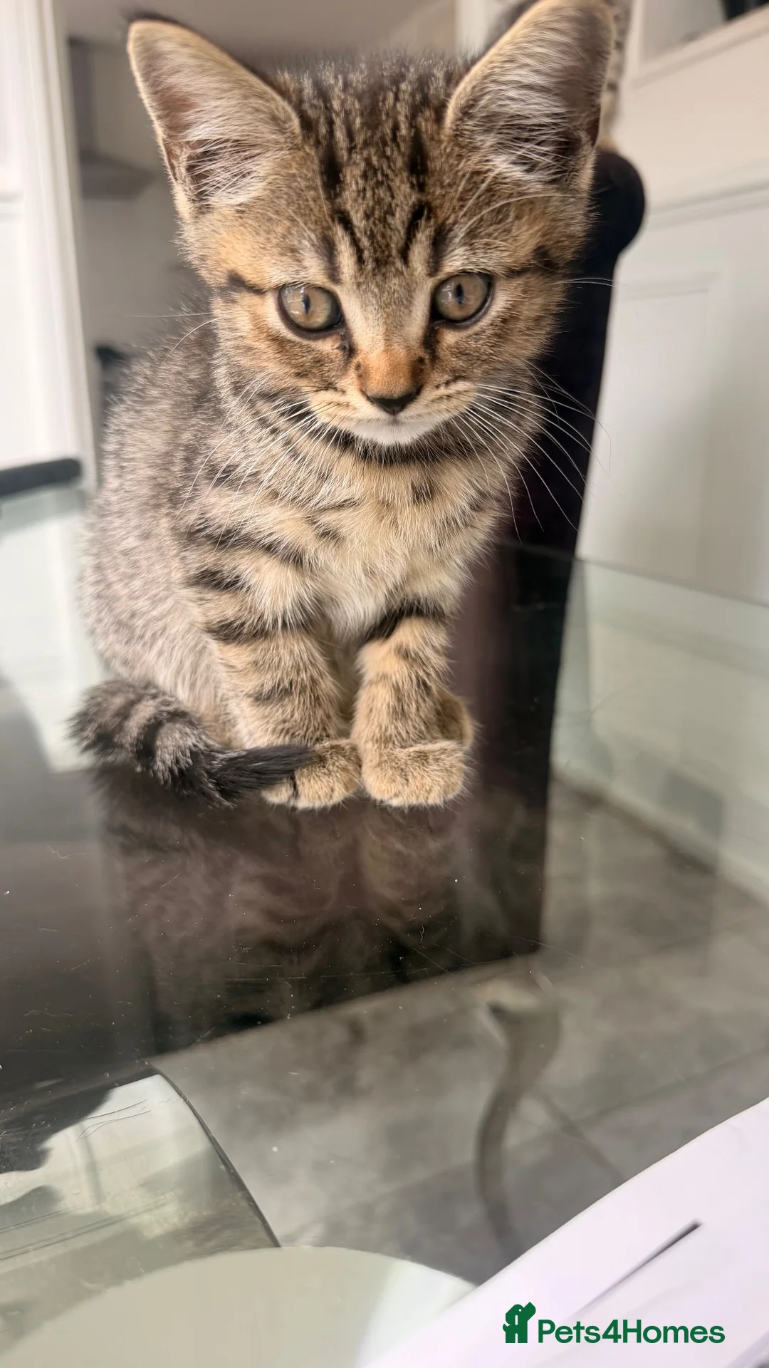 Mixed Breed cats for sale: 1/2 British blue kittens - Advert 16