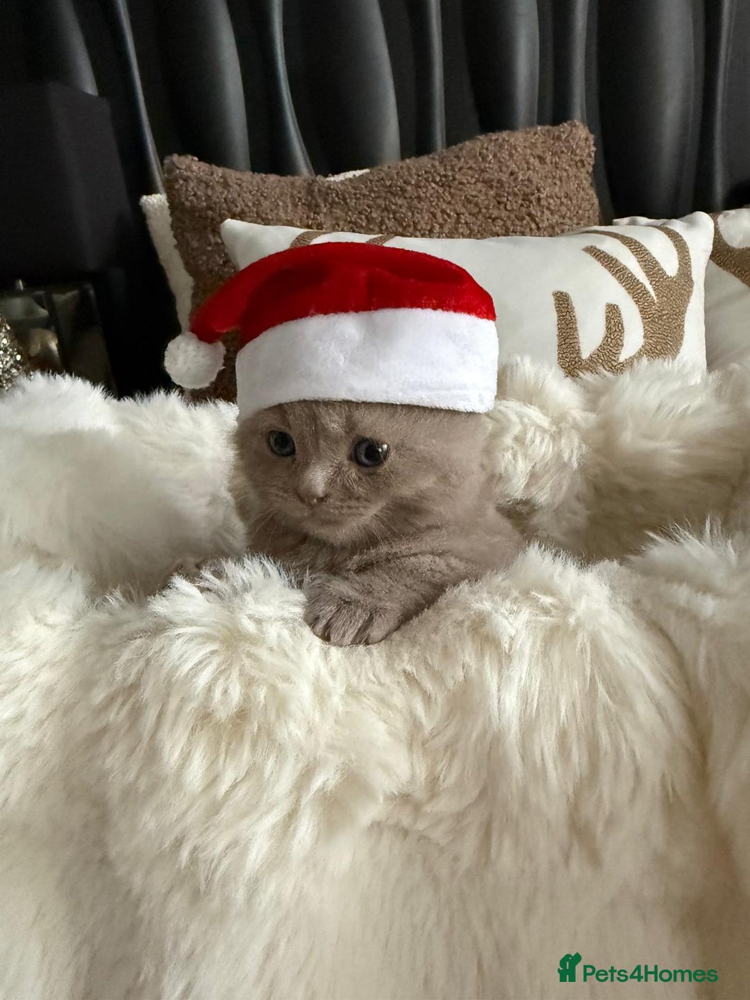 British Shorthair cats for sale: Beautiful British Shorthair kittens 3 Boys 2 Girls - Advert 6