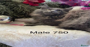 Maine Coon cats GCCF registered Maine Coons - Advert 5