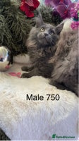 Maine Coon cats GCCF registered Maine Coons - Advert 4