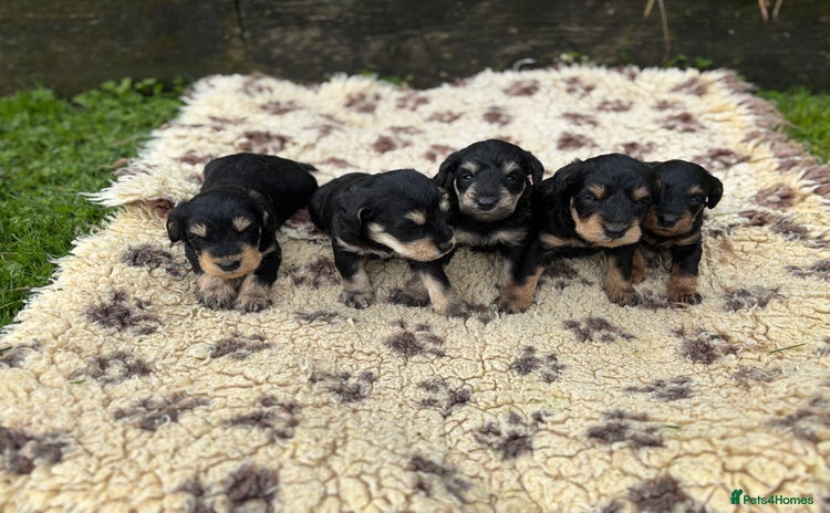 Mixed Breed dogs - Advert 1