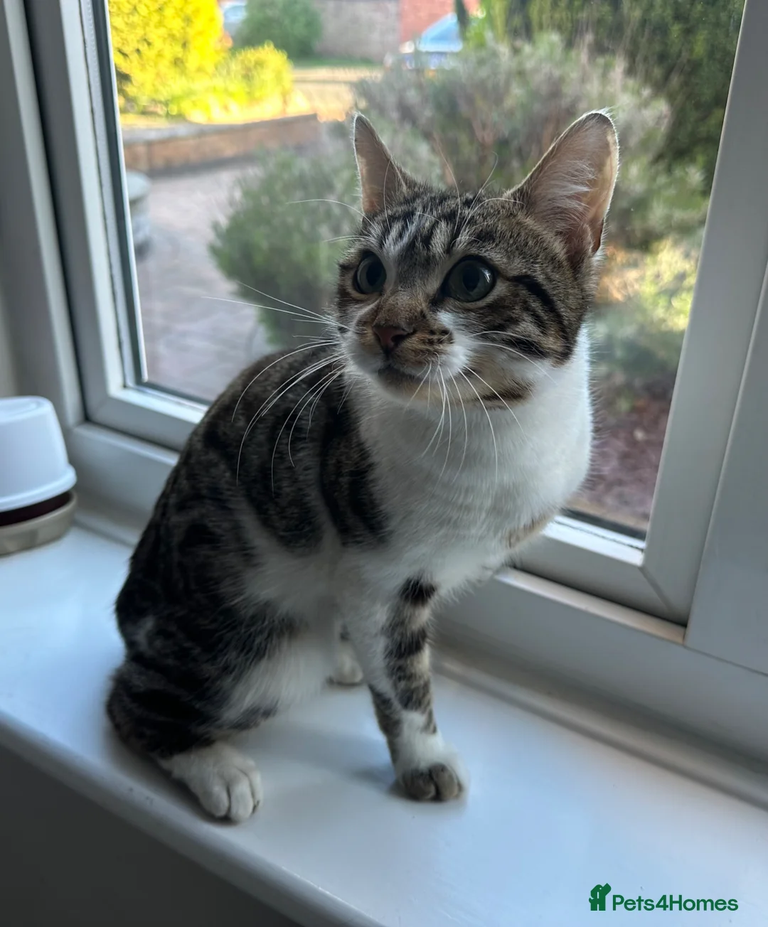 Mixed Breed cats for sale: Adult - Male Cat - Advert 2