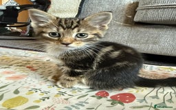 Mixed Breed cats for sale: 5 beautiful kittens for sale - Image 12