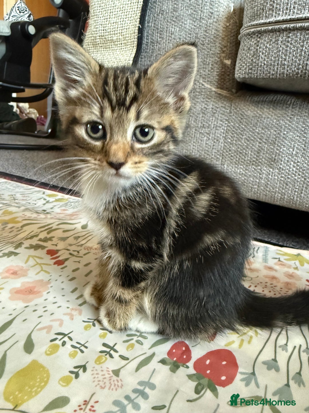 Mixed Breed cats for sale: 5 beautiful kittens for sale - Image 12