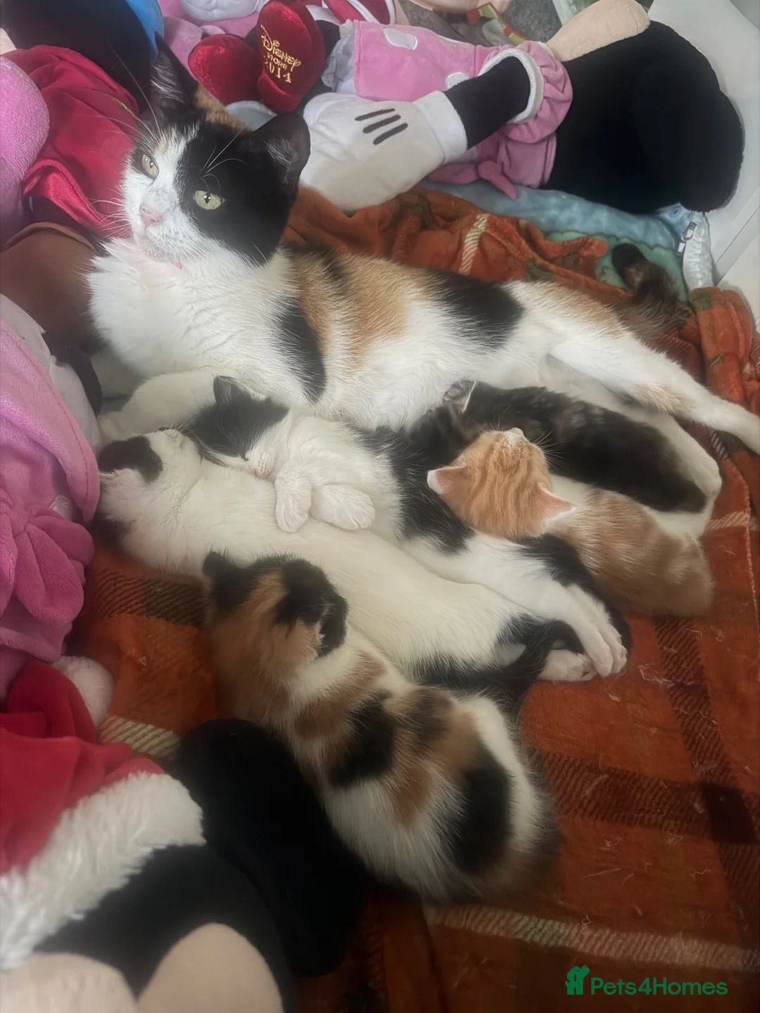 Mixed Breed cats for sale: 😻Looking for forever home😻 - Advert 1