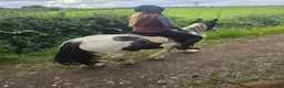 Irish Cob horses for sale: Lovely family cob for sale  - Advert 5