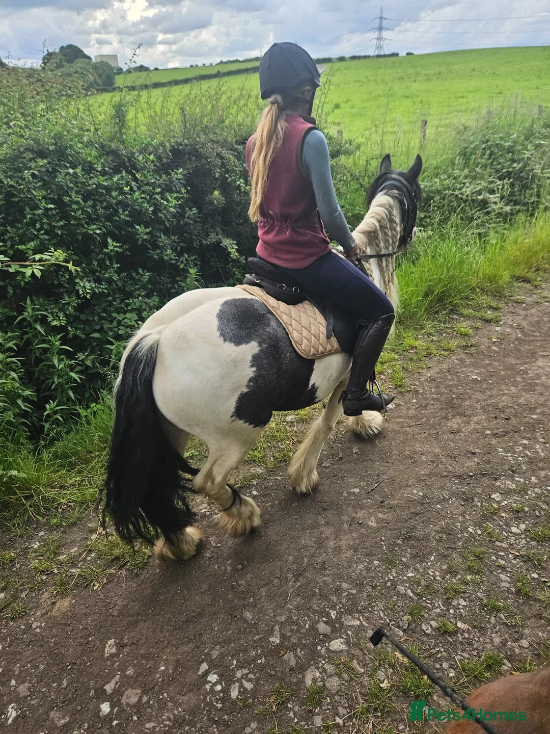 Irish Cob horses for sale: Lovely family cob for sale  - Advert 5