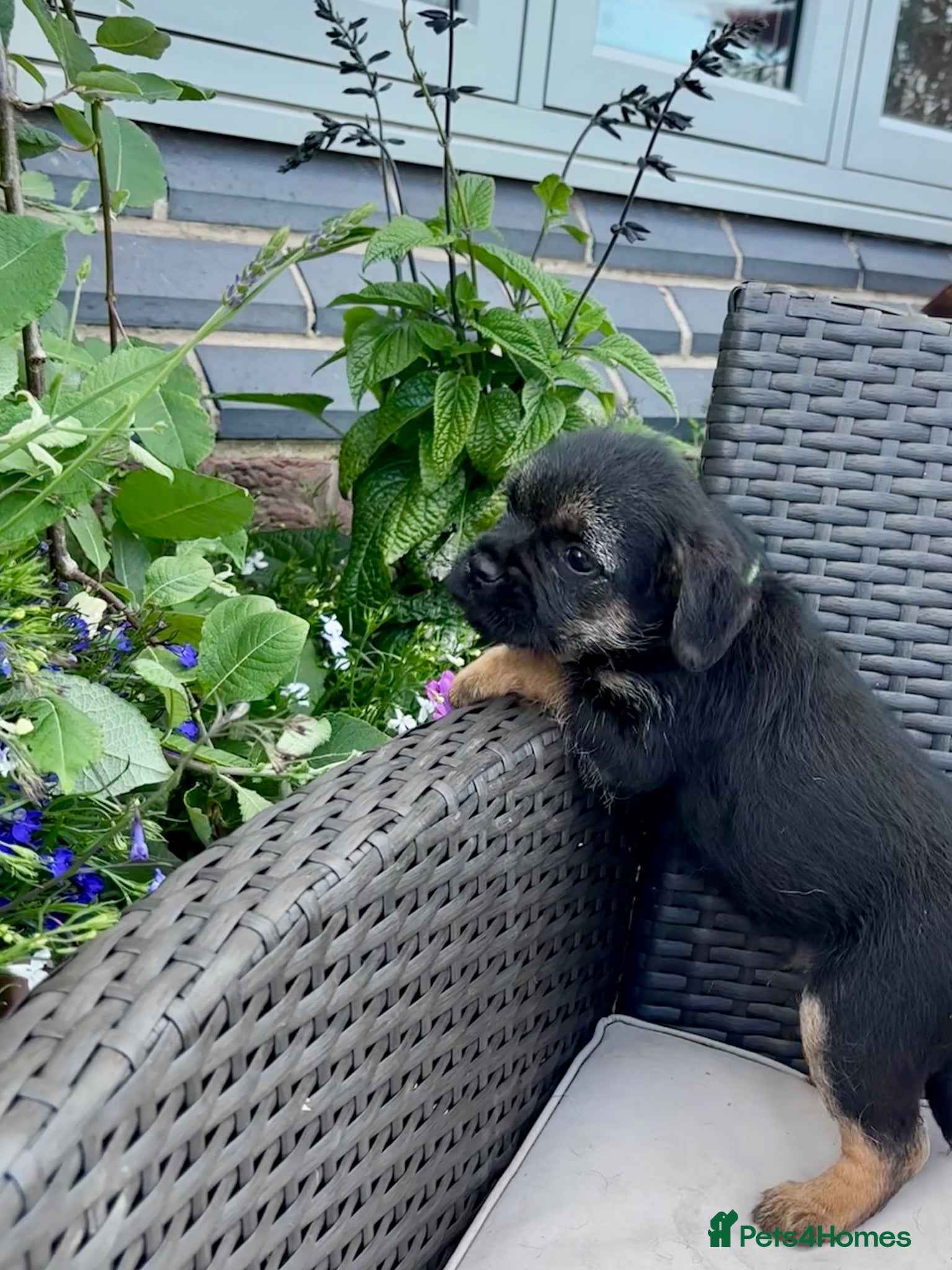 Border Terrier dogs Pedigree K C Reg Border Terrier Puppies for sale - Advert 2