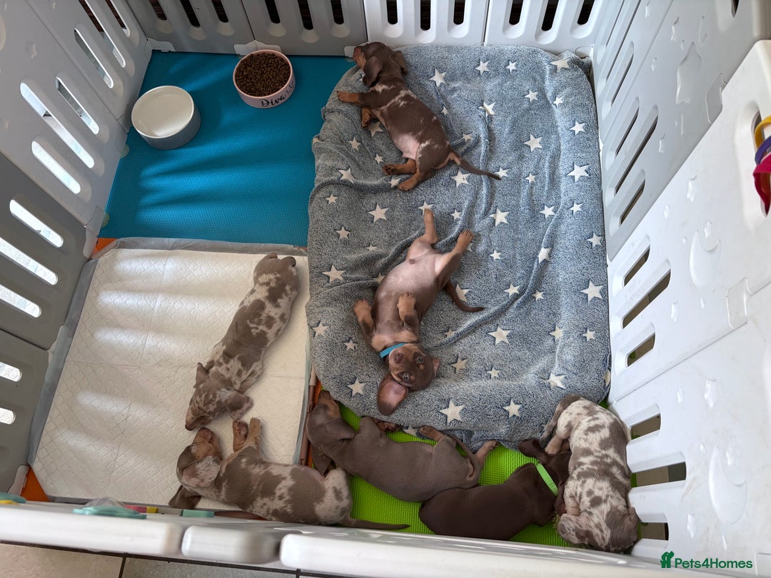 Miniature Dachshund dogs for sale: ✨READY TO LEAVE✨Miniature Dachshund Pups💕  - Image 11