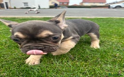 French Bulldog dogs for sale: 4 French bulldog puppies  - Image 11